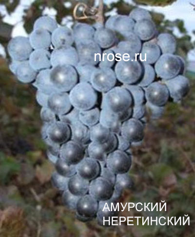 Виноград Неретинский Фото