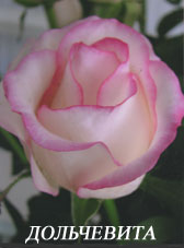 rose 20